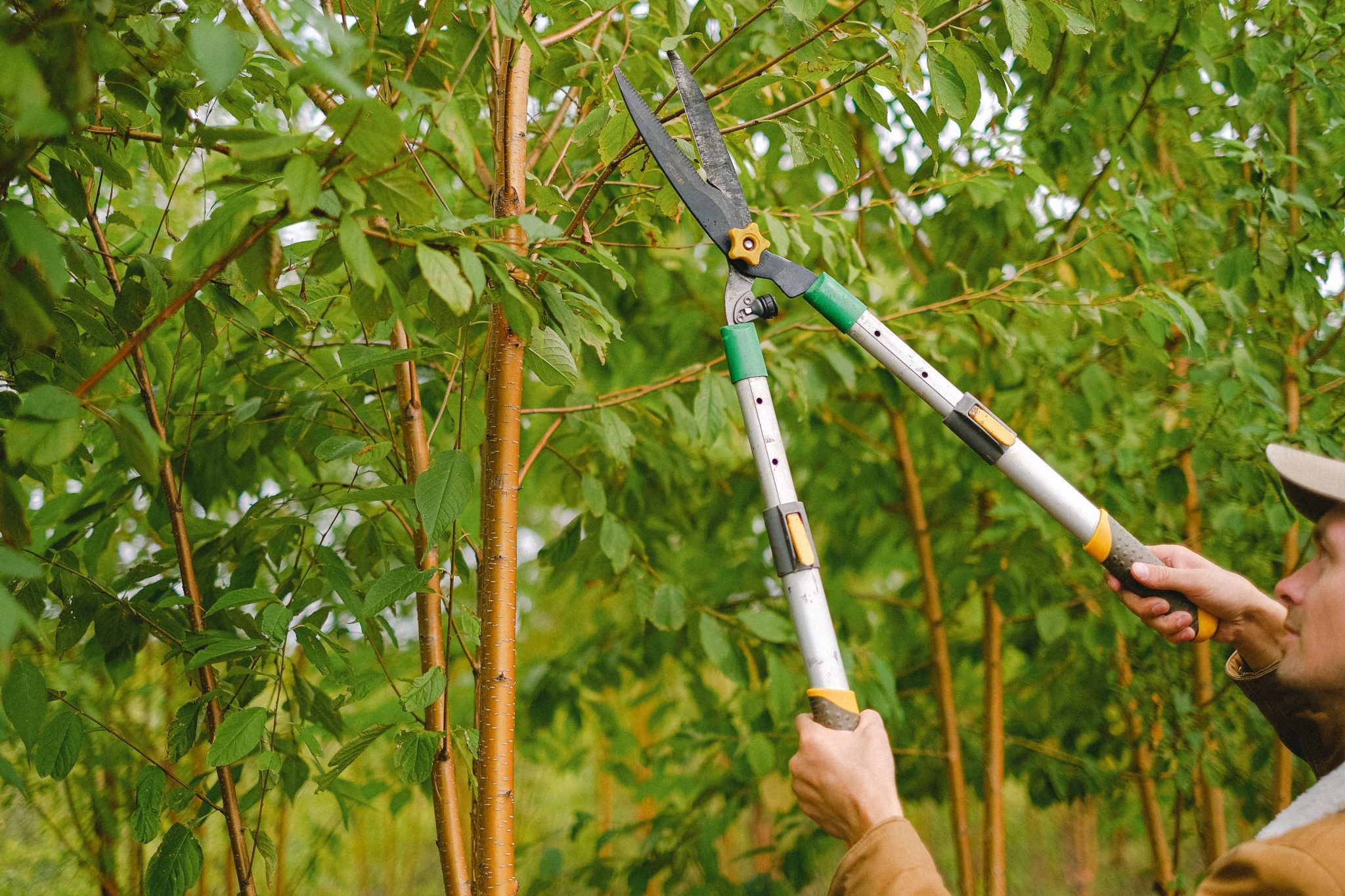 Tuinier demonstreert het belang van snoeien door vakkundig planten en struiken te vormen voor optimale gezondheid en esthetie